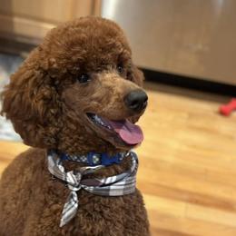 Poodles from Patriot Red Poodles