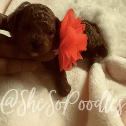 Poodle Puppies from ShesoPoodles