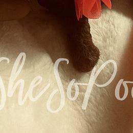 Poodle Puppies from ShesoPoodles