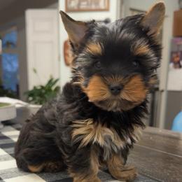 Theodore - Black and tan male Yorkshire Terrier puppy in Indianapolis, Indiana from Tails of Grace