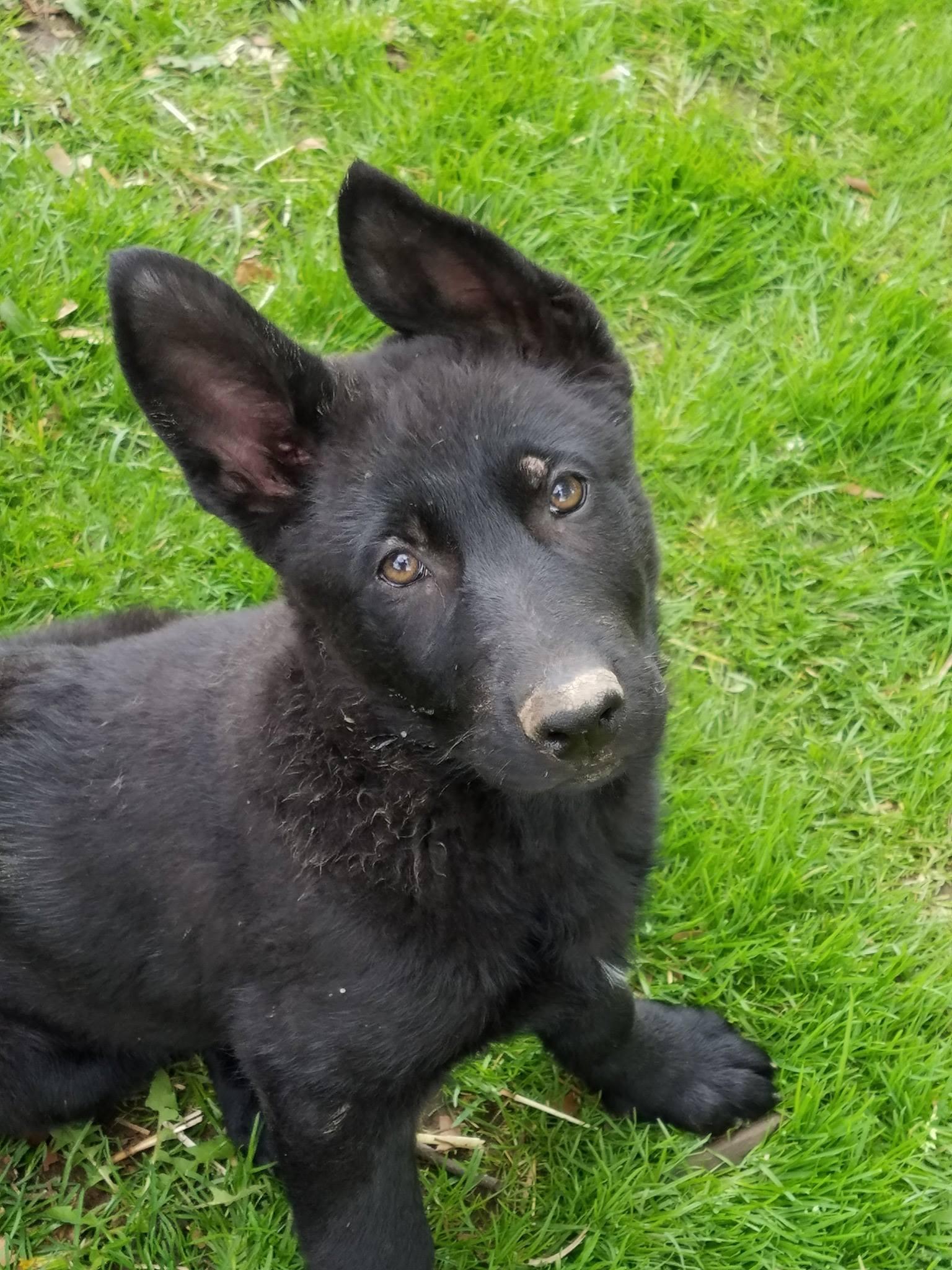 Bonham Farms in Ohio German Shepherd and Golden Retriever puppies