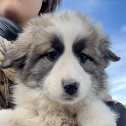 Velocity- pink - Badger female Colorado Mountain Dog puppy in Cotopaxi, Colorado from Once Upon A Moose (OUM)