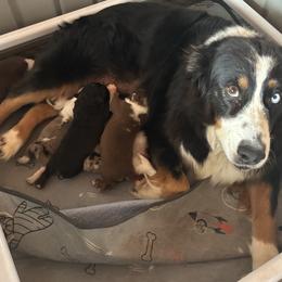 Riley - Australian Shepherd