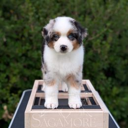 Fennel - Blue merle male Miniature American Shepherd puppy in Minnesota from Sagamore Miniature American Shepherds