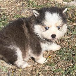 August - Tri-color male Pomsky puppy in Mc Minnville, Oregon from West Coast Pomskies