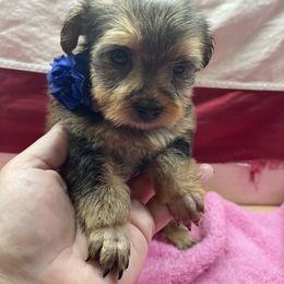 Maltipoo, Poodle, Yorkipoo, and Yorkshire Terrier Puppies from Boujie Pups