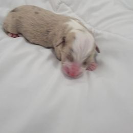 Miniature American Shepherd Puppies from Brandy Burton