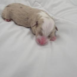 Miniature American Shepherd Puppies from Brandy Burton