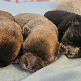 AKC Blue fawn girl - Blue fawn female Chihuahua puppy in Duvall, Washington from Chihuahua Long Coats