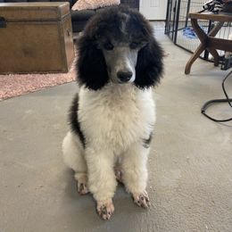 Poodle Puppies from High Mesa Standards