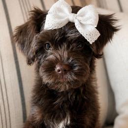 Sierra - Chocolate female Goldendoodle puppy in Van Alstyne, Texas from Forest Haven Doodle Co.