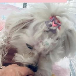 Maltese from Mimi’s Babies