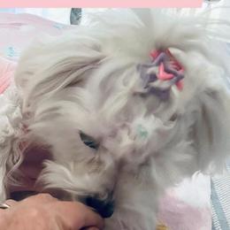 Maltese from Mimi’s Babies