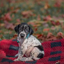 German Shorthaired Pointer and Vizsla Puppies from Nosam Kennels