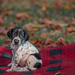 German Shorthaired Pointer and Vizsla Puppies from Nosam Kennels