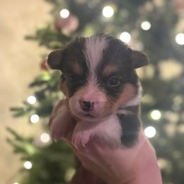 Boy 3 - Sable male Pembroke Welsh Corgi puppy in Sacramento, California from 777 Corgis