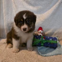 Trey - Red tri-color male Australian Shepherd puppy in Athol, Idaho from ShorDu