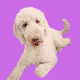 Rylie - Goldendoodle