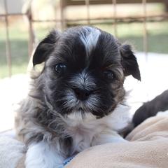 Minnie - Brown female Shichon puppy in Pennsylvania from Manor Hills Shih Tzus