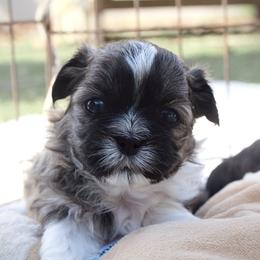 Minnie - Brown female Shichon puppy in Pennsylvania from Manor Hills Shih Tzus