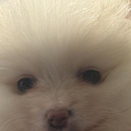 Pomeranians from Tania’s treasured poms