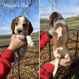 Maggies Blue Collar - Black fawn and white male Beagle puppy in Brownsville, Oregon from Beagles on the Run