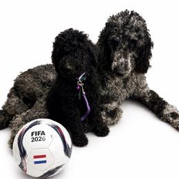 Netherlands - Black female Goldendoodle puppy in Houston, Texas from Were The Mack'Doodles