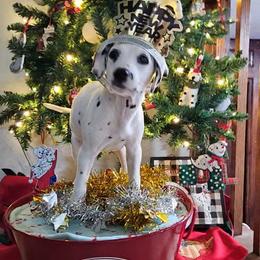 Snow White - White and black female Dalmatian puppy in Katy, Texas from Lone Star Dalmatians