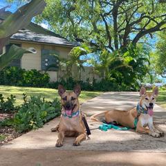 Vietnamese Phu Quoc Ridgebacks from Blue Velocity Ridgebacks