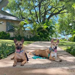 Vietnamese Phu Quoc Ridgebacks from Blue Velocity Ridgebacks
