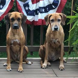 Rhodesian Ridgebacks from Gadico Rhodesian Ridgebacks