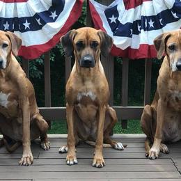 Rhodesian Ridgebacks from Gadico Rhodesian Ridgebacks