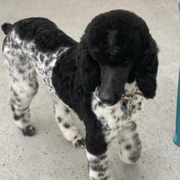 Dava - Poodle