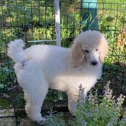 Poodles from Stone Run Standard Poodles