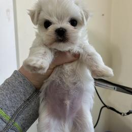 Maltese Puppies from Regal Maltese