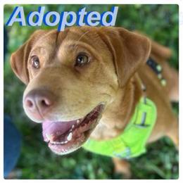 Enola - Fawn female Companion Cross puppy in Indianapolis, Indiana from The Sharpeagle Barkery