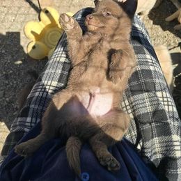 Starry - Schipperke