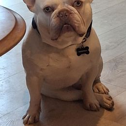 Doomsday - French Bulldog
