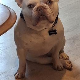 Doomsday - French Bulldog