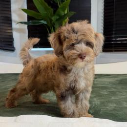 Sorin - Brown white and tan male Cockapoo puppy in Queens, New York from The 2 Musketeers_Cockapoos