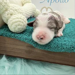 Apollo - Blue merle male Bernedoodle puppy in Omaha, Nebraska from Whimsy Doodles