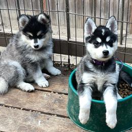 Izzy (purple collar) - Black and white female Pomsky puppy in Diamond Lake, Washington from Husky Haven WA