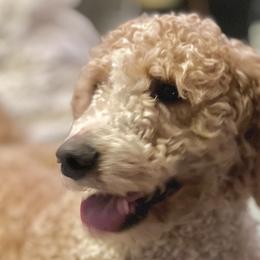 Lucy - Bernedoodle