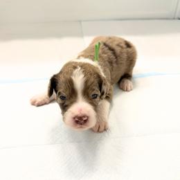 Green Boy - Chocolate merle male Bernedoodle puppy in Surprise, Arizona from Gentle Paw Goldendoodles