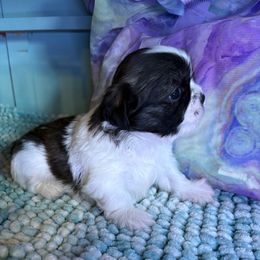Cassy - Black and white female Shih Tzu puppy in Bradley, South Carolina from Katie’s Kennel