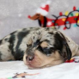Boy 1 - male Dachshund puppy in Raleigh, North Carolina from McLovin Doxies