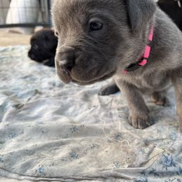 Cane Corso and Lowchen Puppies from High Royal Kennel