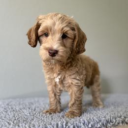 Moscato - Caramel cream male Australian Labradoodle puppy in Wesley Chapel, Florida from GWagz