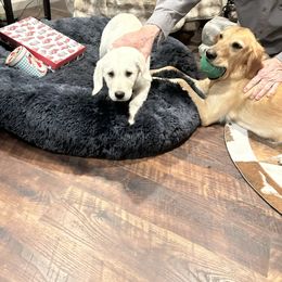 White collar, female - White female Cavapoo puppy in Lemoore, California from Linda's Puppies