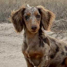 Dachshunds and Yorkshire Terriers from Krista's Fur Babies